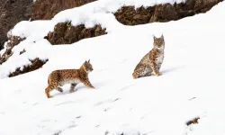 Tunceli’de Müdafaa Altında Bulunan Vaşak Ailesi Görüldü