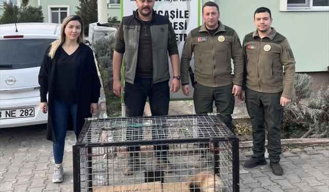 Bartın'da tuzağa yakalanan porsuk kurtarıldı