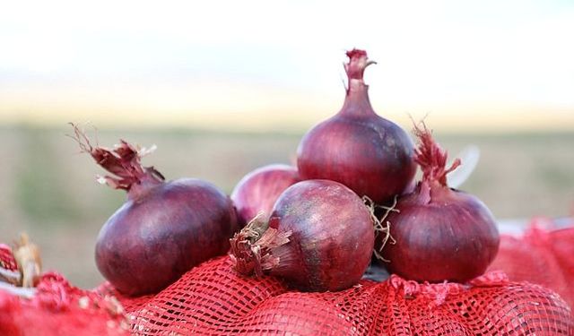 Çorum’un Mor Soğanı, Kadın Eliyle Ekonomiye Kazandırılacak