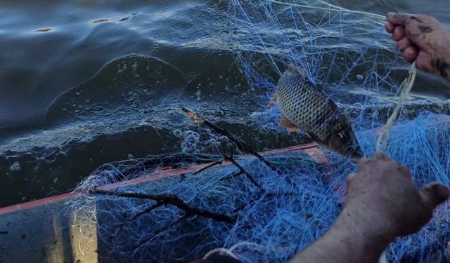 Çorum’da Kaçak Ağa 300 Kilogram Balık Takıldı