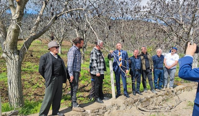 Oğuzlar’da Soğuk Hava Ceviz Bahçelerini Vurdu