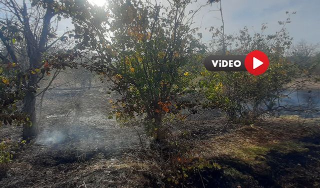 Çorum'da Çıkan Yangında 7 Dekar Meyve Bahçesi Zarar Gördü