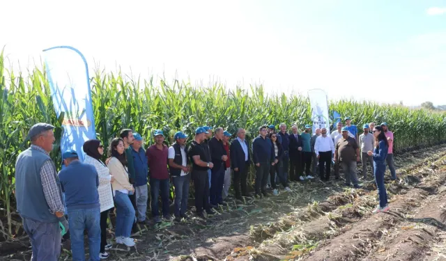 Boğazkale'de İkinci Ürün Mısır Hasadı