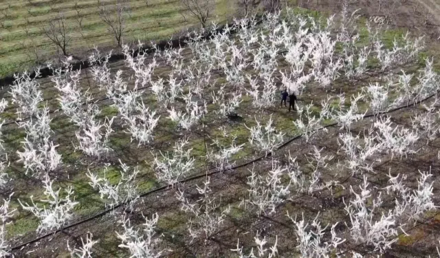 Amasyalı Çiftçi 400 Ağacı Çok Soğuktan Korumak İçin Dondurdu, Görenler Şaştı Kaldı