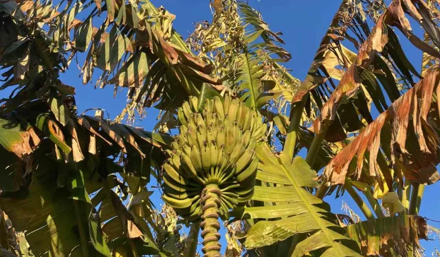 Zirai Don Çiçek Açmış Ağaçlara Yüzde 100, Seralaraki Esere Yüzde 30 Ziyan Verdi