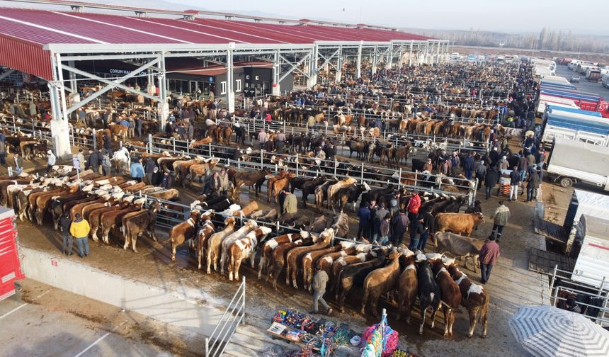 Çorum’da Kapatılan Hayvan Pazarları İçin Yeni Karar