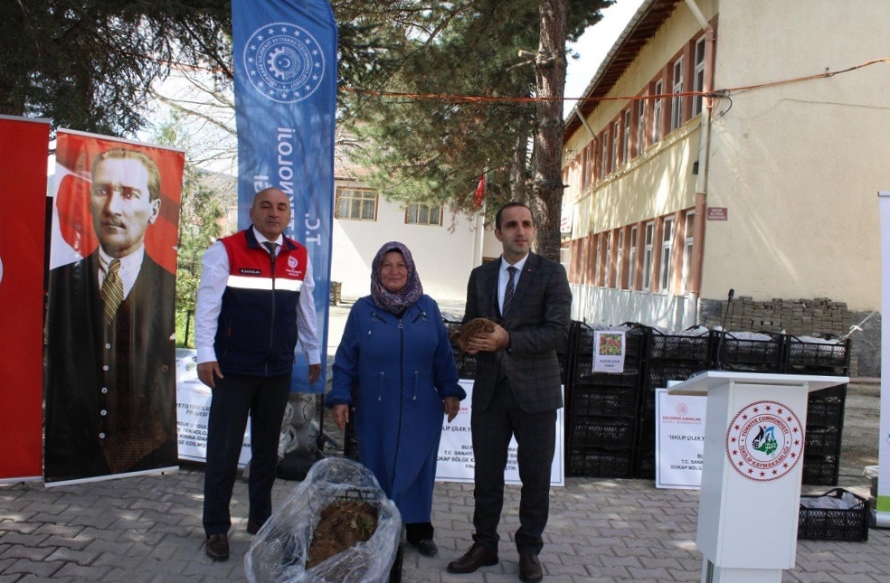 Çorum’daki Çiftçilere 140 Bin Çilek Fidesi Dağıtıldı (1)
